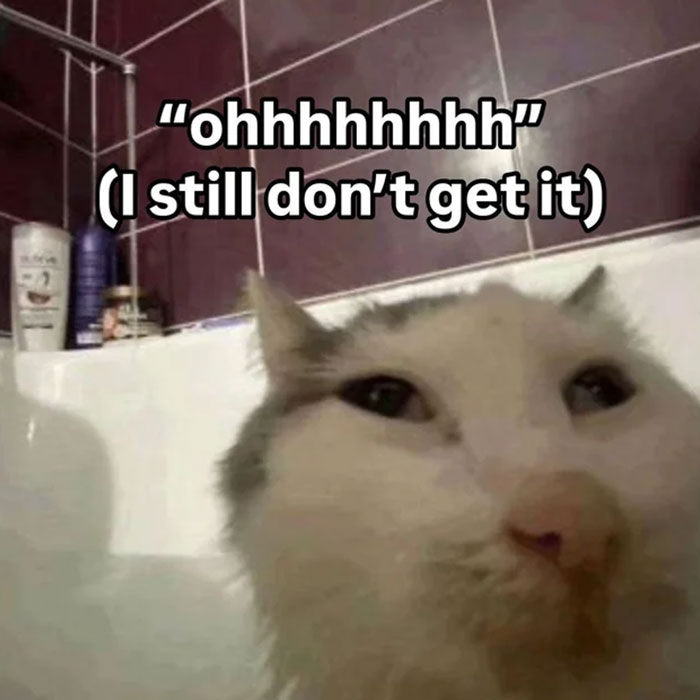 confused cat with text still not getting it meme