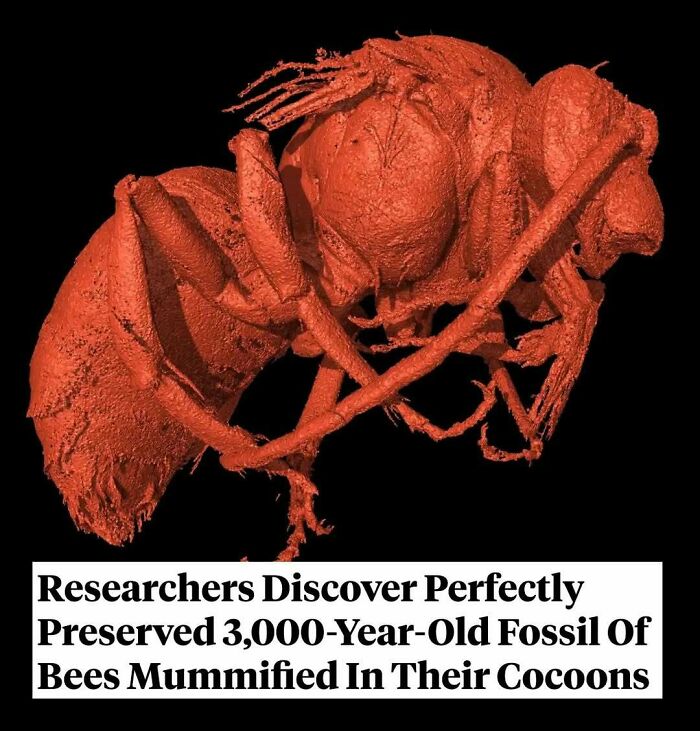 3,000-year-old perfectly preserved fossil of mummified bees