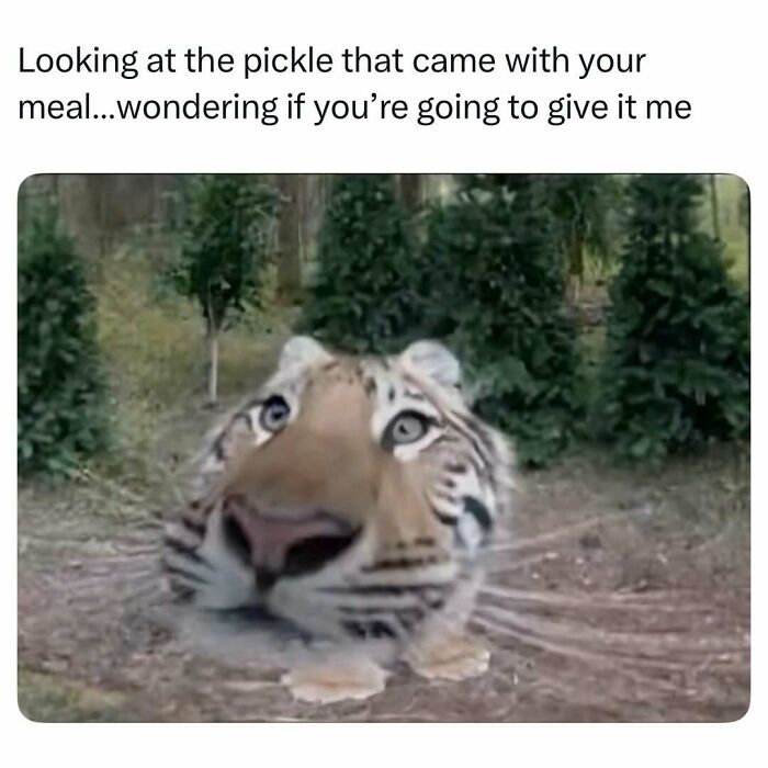 Tiger looking at pickle with funny caption for animal memes