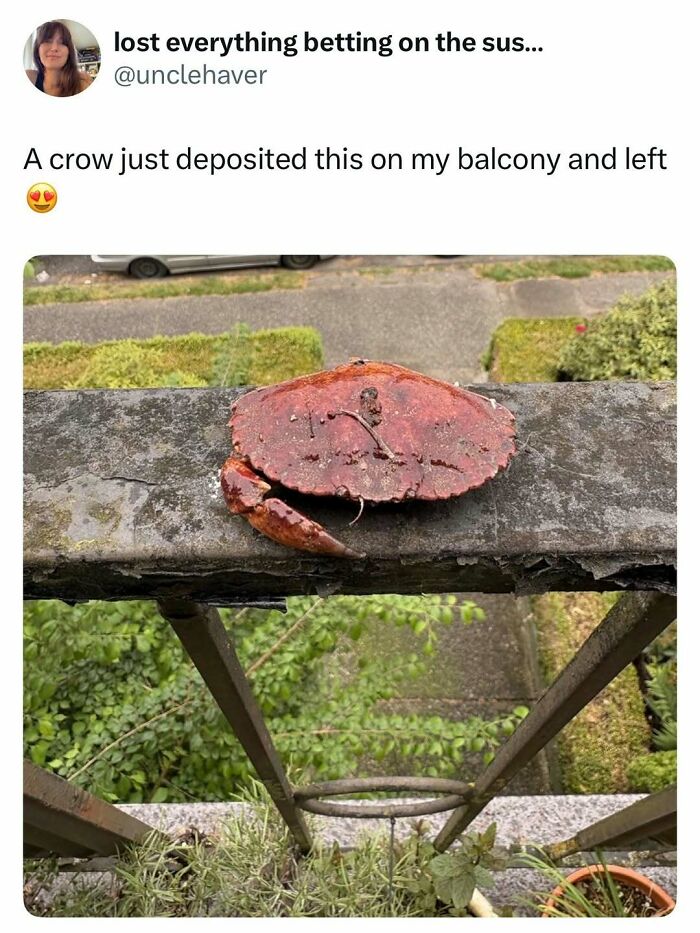 Crab left on balcony railing by crow for animal memes