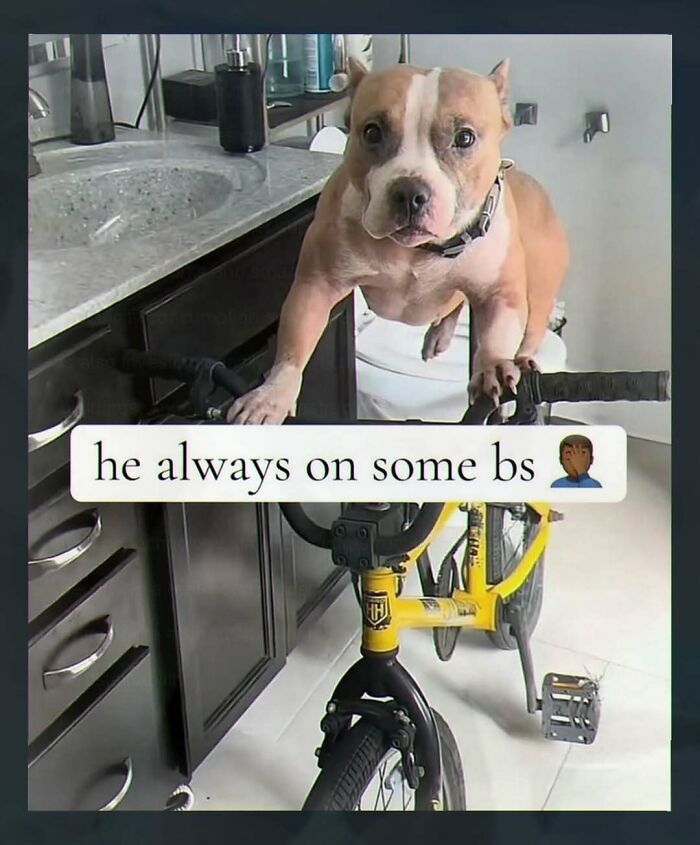 Dog awkwardly riding a bike with caption about nonsense behavior