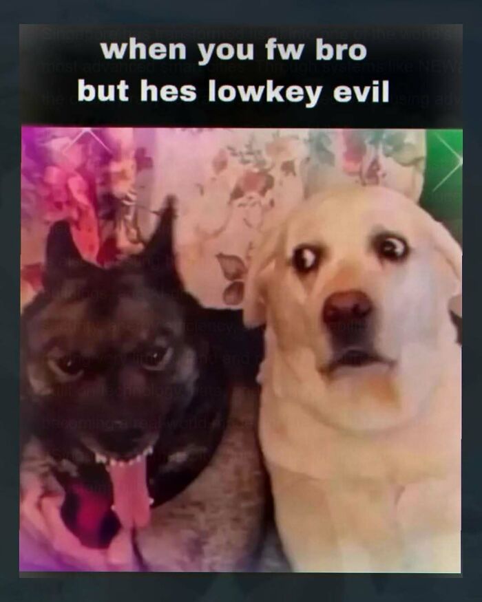 Two dogs posing with text about one being lowkey evil