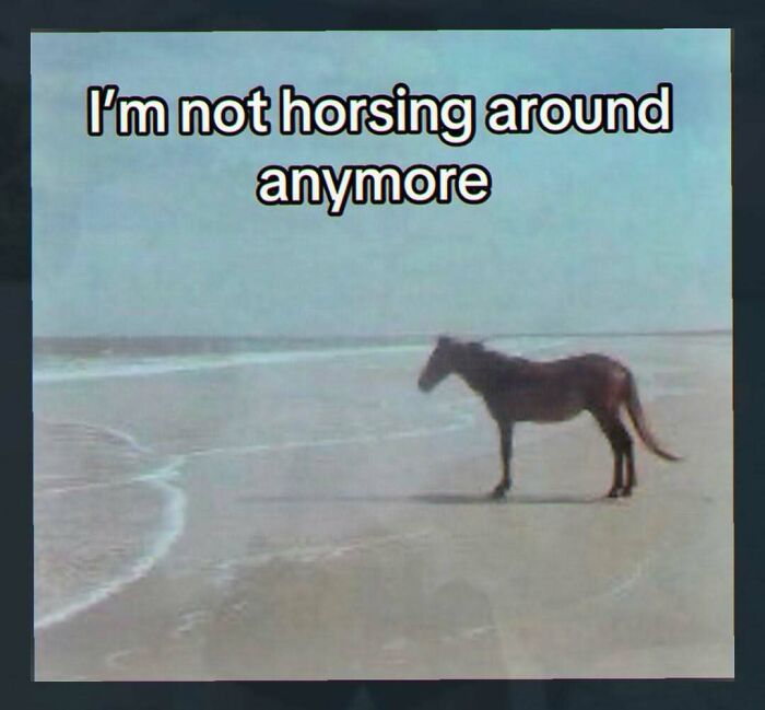 Image of a horse on a beach with text I'm not horsing around anymore