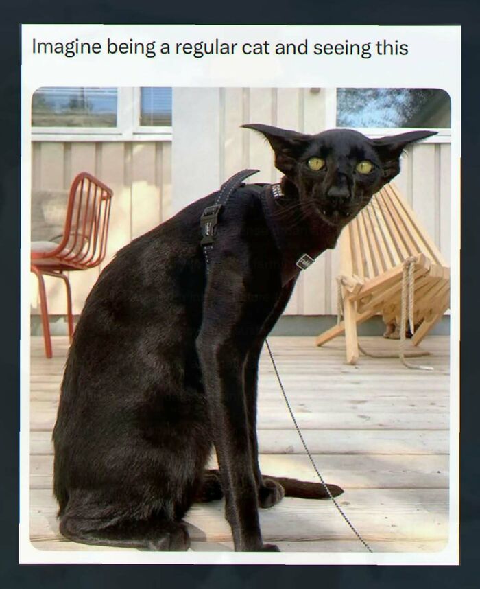 Weird black cat with unusual face sitting outdoors