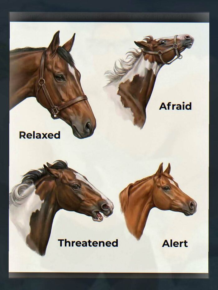 Illustrations showing different horse expressions like relaxed and afraid