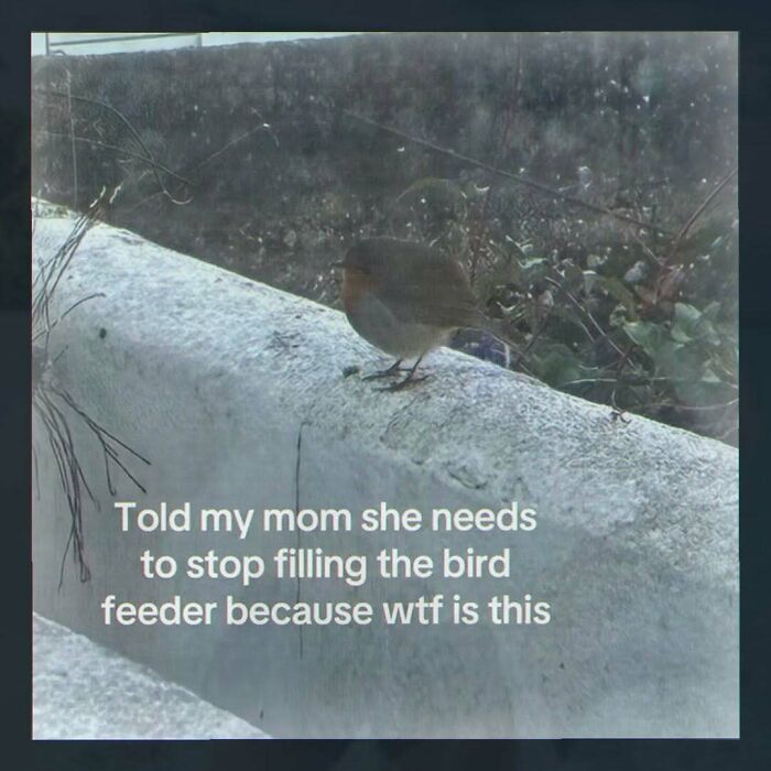 Random bird image with a humorous comment about a bird feeder