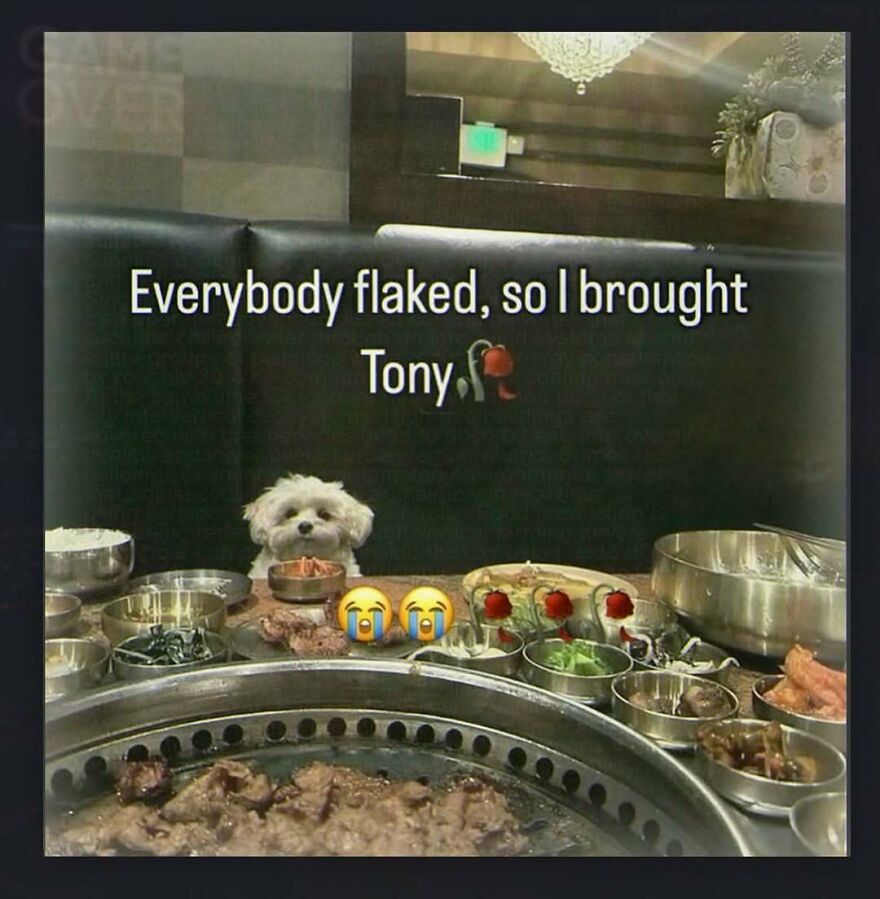 Small dog sitting at a table with barbecue food and funny relatable caption