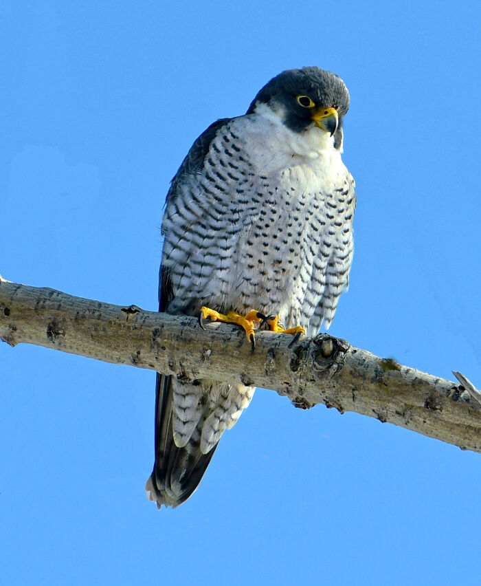 A majestic peregrine falcon perched on a branch, showcasing cool and unique animals from around the world.