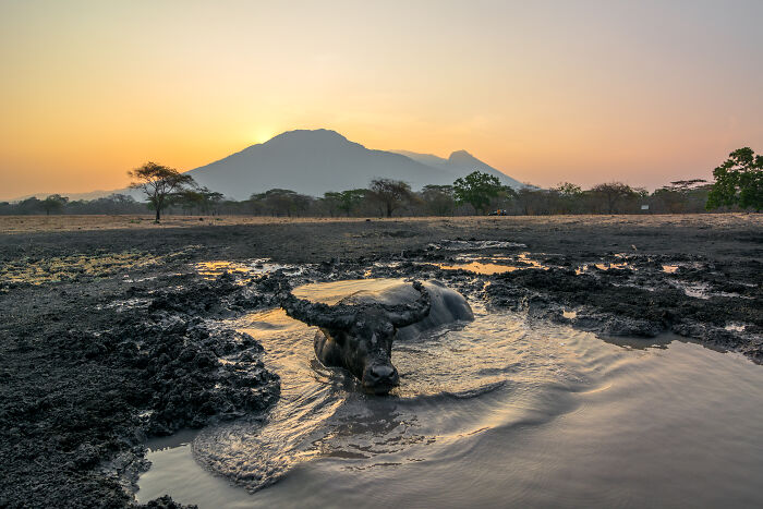 Mud bathing buffalo cooling off at sunset in African scenic view