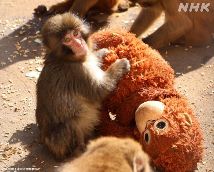 Macaco japonês com brinquedo de pelúcia dentro do recinto de animais