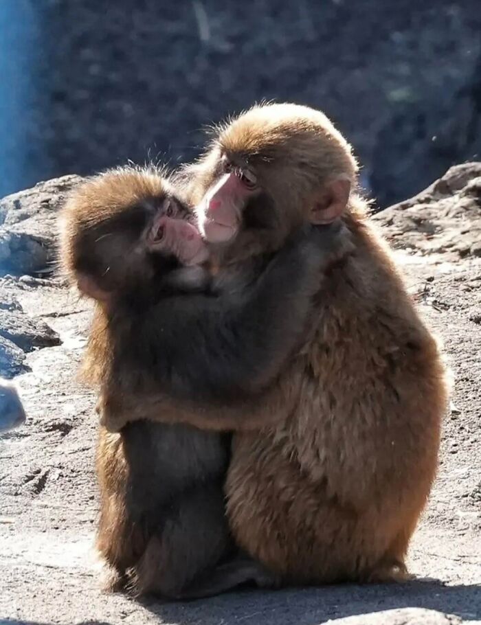Dois macacos japoneses abraçados em recinto
