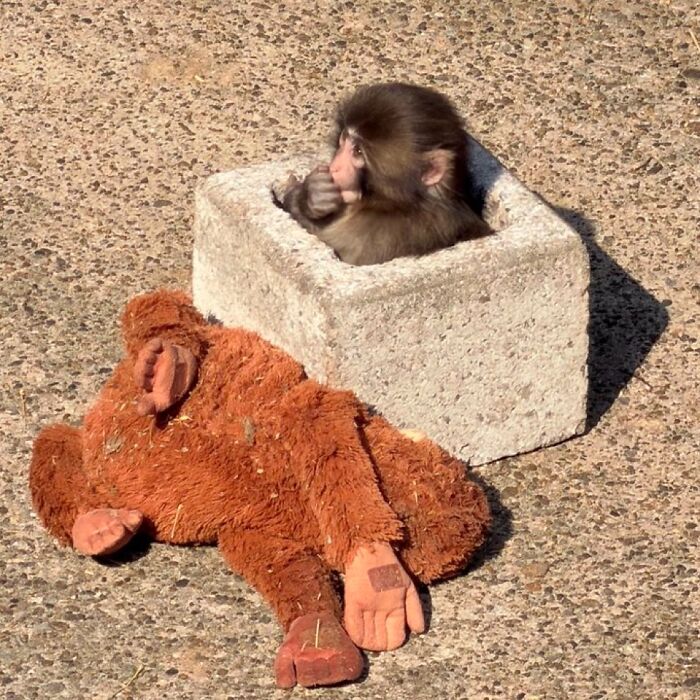 Macaco japonês jovem sentado em uma caixa de pedra ao lado de um brinquedo de pelúcia