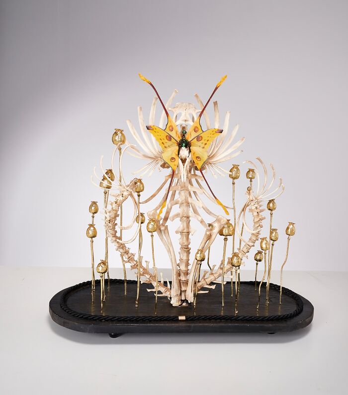 Here Are 18 Surreal Bug Fairies Made From Dead Insects Made By This Amsterdam-Based Artist