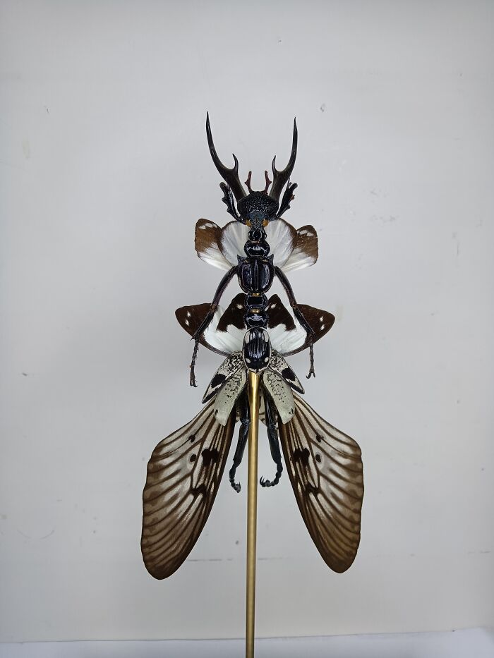 Here Are 18 Surreal Bug Fairies Made From Dead Insects Made By This Amsterdam-Based Artist