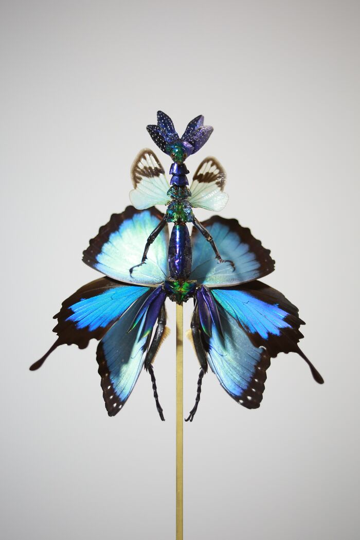 Here Are 18 Surreal Bug Fairies Made From Dead Insects Made By This Amsterdam-Based Artist