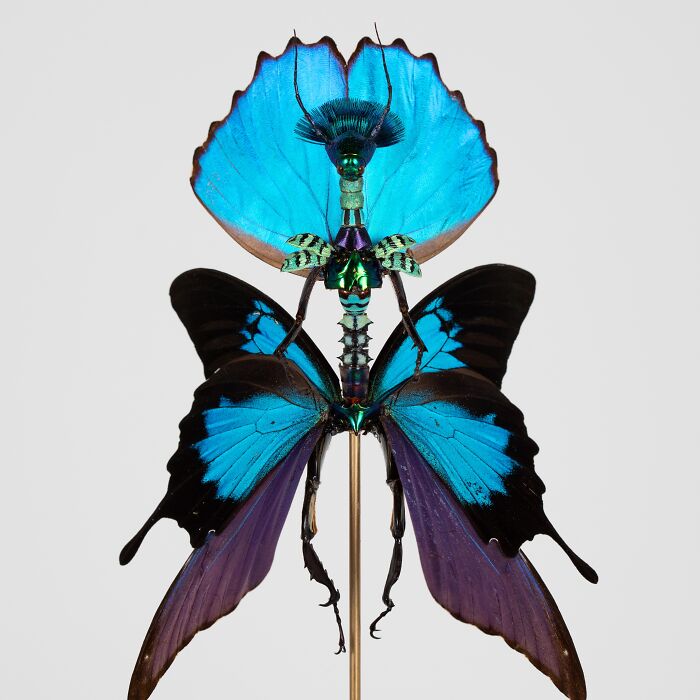Here Are 18 Surreal Bug Fairies Made From Dead Insects Made By This Amsterdam-Based Artist