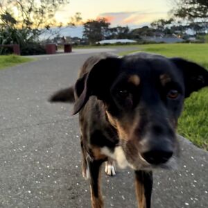 harriet-burdekin avatar