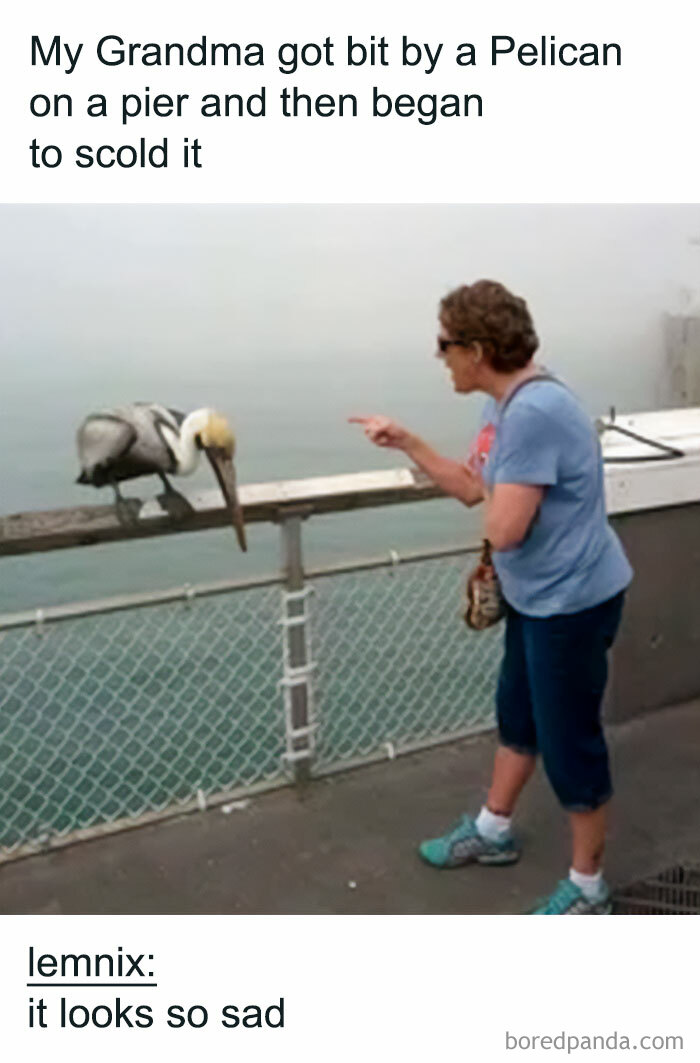 Woman scolding a pelican on a pier after it bit her grandmother.