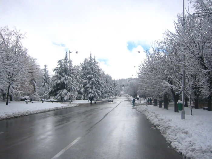Snowy road lined with trees covered in fresh snow during winter