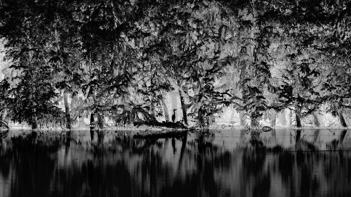 “Floresta” de Sihang Chen