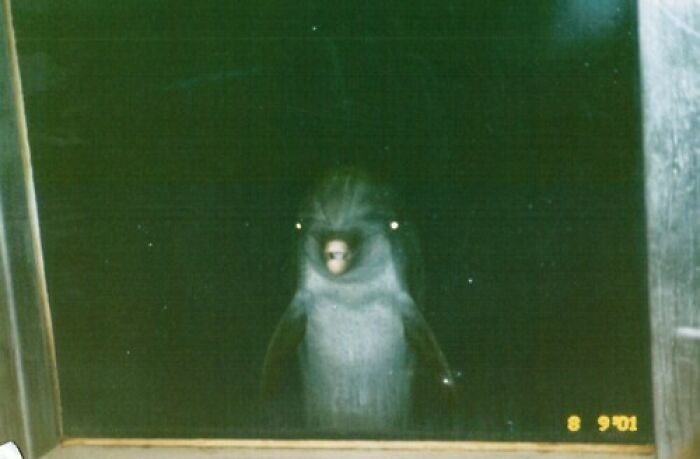Mysterious bird-like creature staring through a window at night