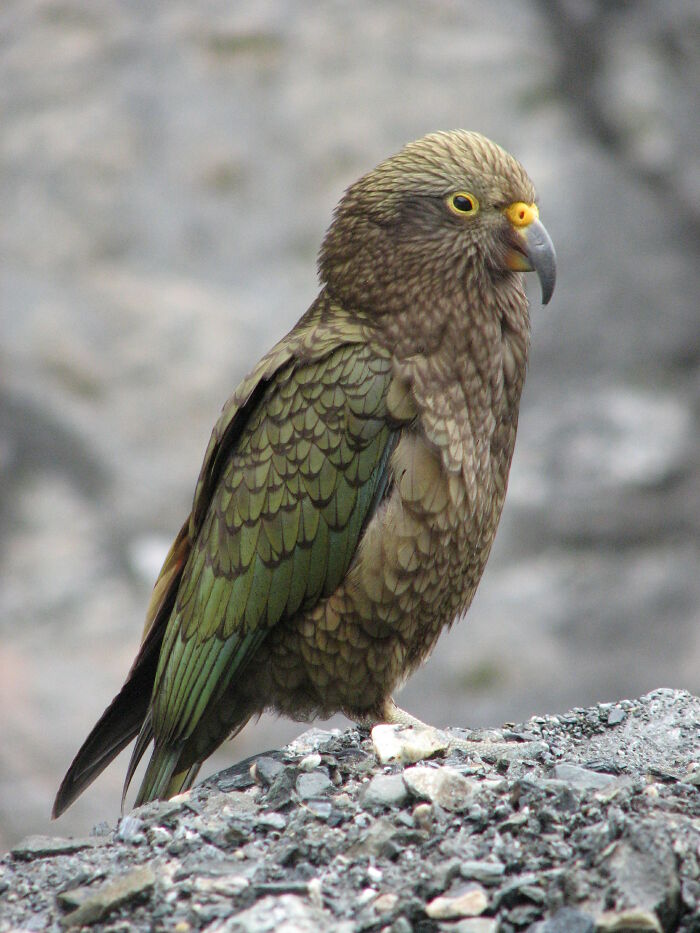 A unique animal, the Kea parrot, with brown and green feathers and a hooked beak, stands on rocks.