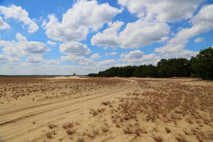 Sandy desert landscape with sparse vegetation and blue sky stunning desert views