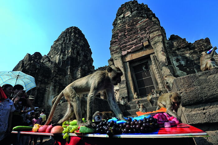 Monkeys around food on table near ancient stone ruins
