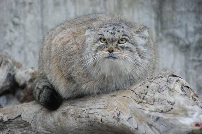A fluffy, gray manul, or cat snake, with yellow eyes and white whiskers, sits on a weathered tree branch.