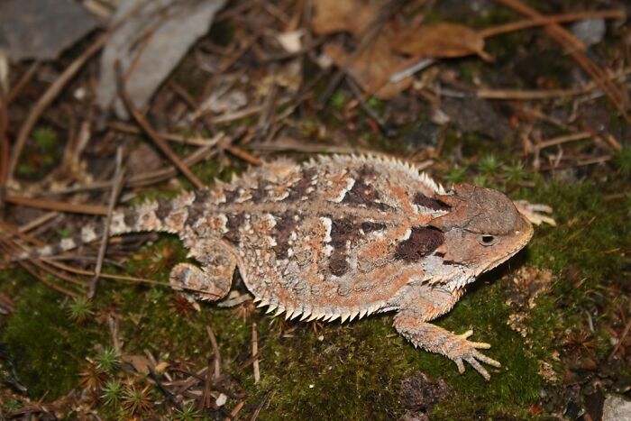 A thorny horned lizard camouflaged on mossy ground, a cool and unique animal, resembling a cat snake.