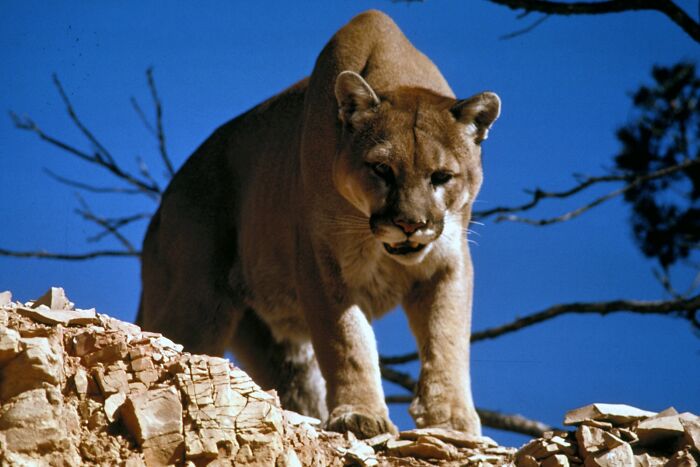 A cougar, a cool and unique animal, standing on a rocky ledge against a deep blue sky.