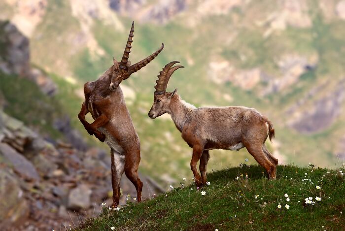 Two cool, unique animals, alpine ibexes, one rearing on hind legs, on a grassy hillside with white flowers.