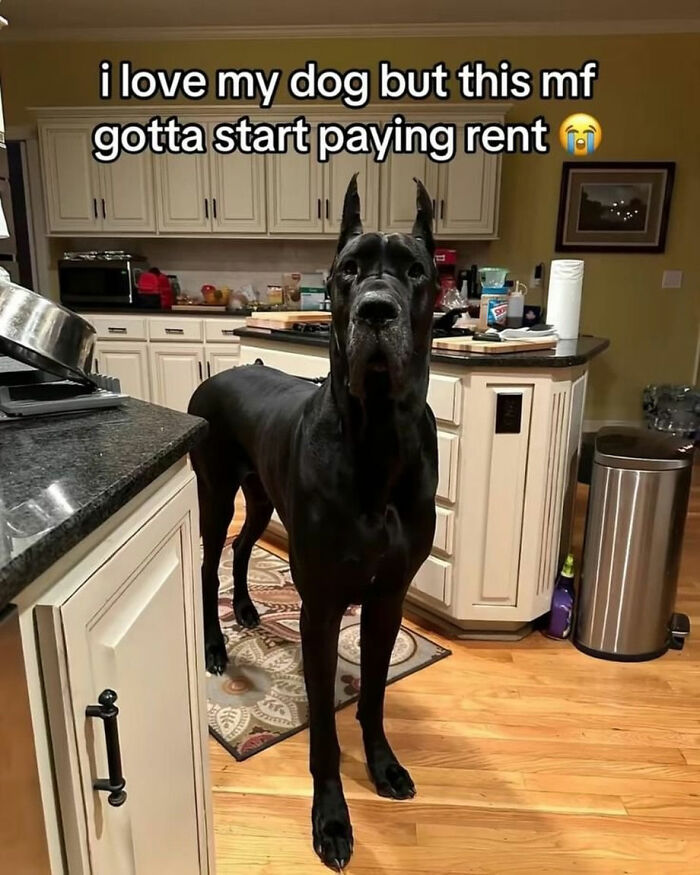 These Dog Memes Perfectly Capture The Chaos, Wholesomeness, And Pure Randomness Of Life With Dogs