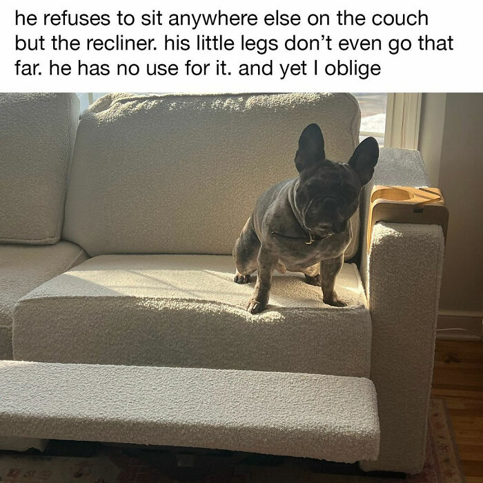 These Dog Memes Perfectly Capture The Chaos, Wholesomeness, And Pure Randomness Of Life With Dogs