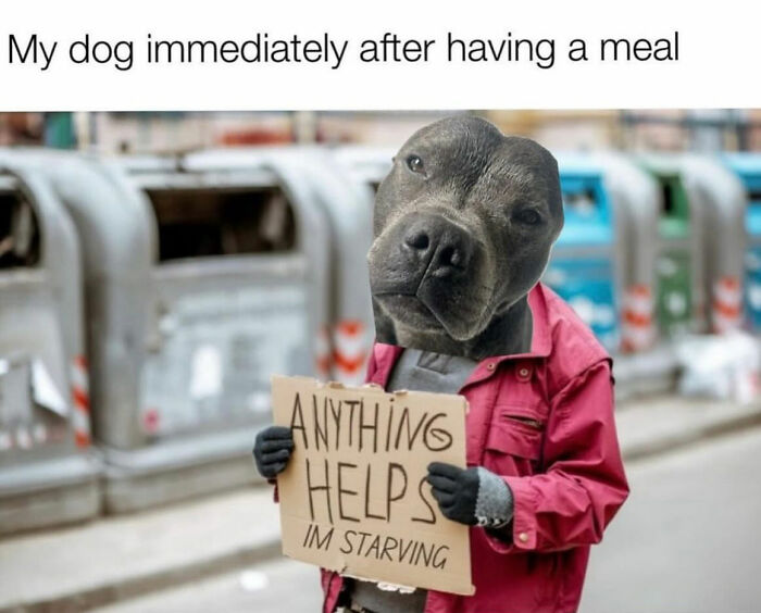 These Dog Memes Perfectly Capture The Chaos, Wholesomeness, And Pure Randomness Of Life With Dogs