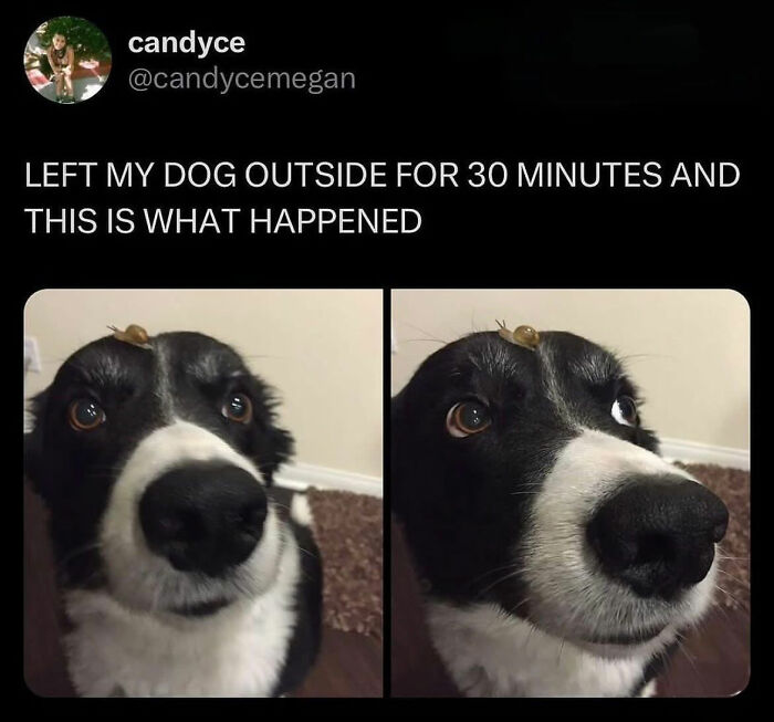 These Dog Memes Perfectly Capture The Chaos, Wholesomeness, And Pure Randomness Of Life With Dogs