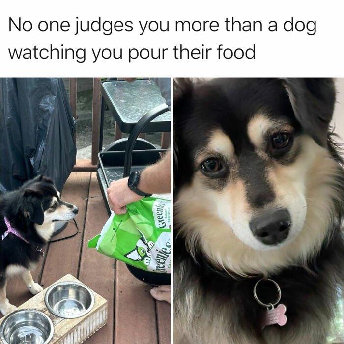 These Dog Memes Perfectly Capture The Chaos, Wholesomeness, And Pure Randomness Of Life With Dogs