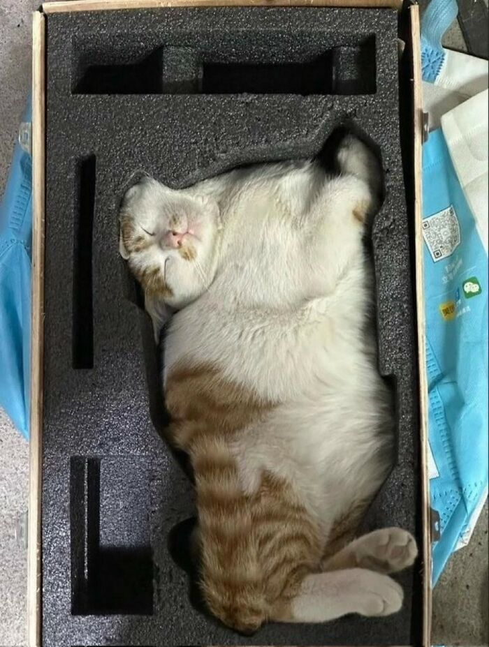 These Important Animal Pics Are Here To Make Your Day A Little Better (37 New Pics)