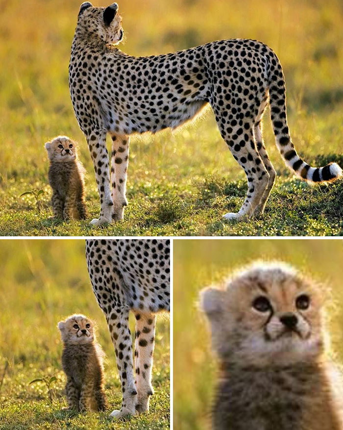 These Important Animal Pics Are Here To Make Your Day A Little Better (37 New Pics)