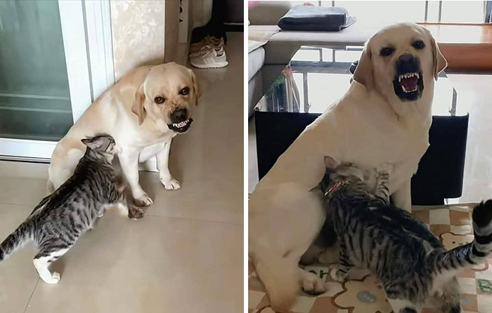 These Important Animal Pics Are Here To Make Your Day A Little Better (37 New Pics)