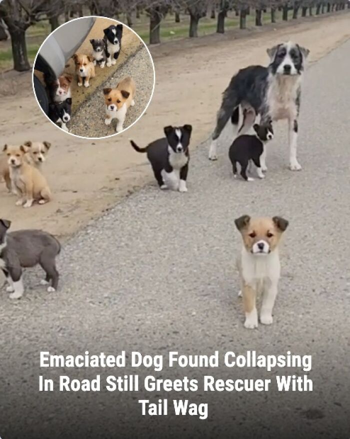These Rescue Animal Stories From This Facebook Page Are Breaking Hearts And Restoring Faith In Humanity (31 Stories)