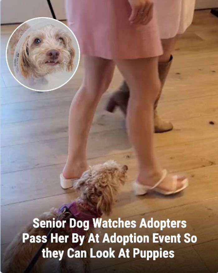These Rescue Animal Stories From This Facebook Page Are Breaking Hearts And Restoring Faith In Humanity (31 Stories)