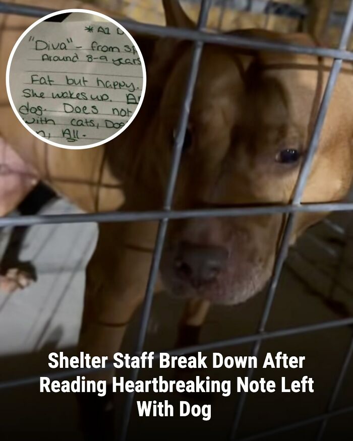 These Rescue Animal Stories From This Facebook Page Are Breaking Hearts And Restoring Faith In Humanity (31 Stories)