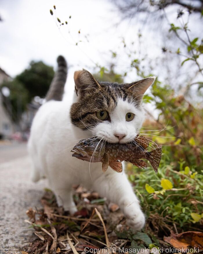 This Japanese Photographer Captures Street Cats Living Like Tiny Drama Queens, And Every Photo Feels Like A Movie Scene (50 Pics)