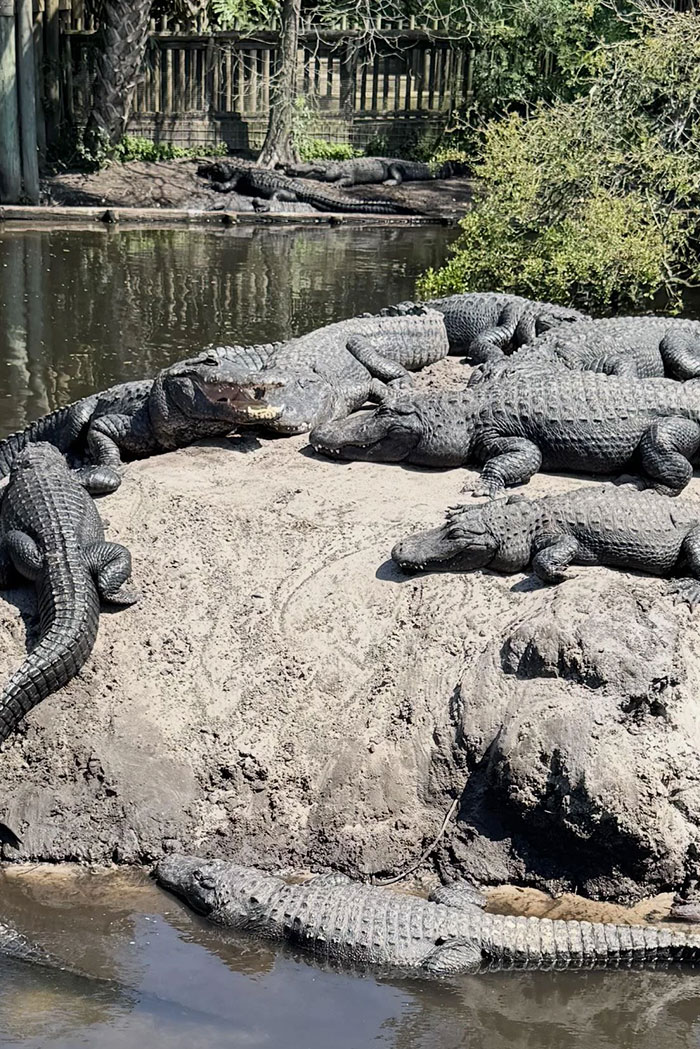 A group of large, cool and unique animals (alligators) sunning themselves on a muddy bank by water. Cat snakes!