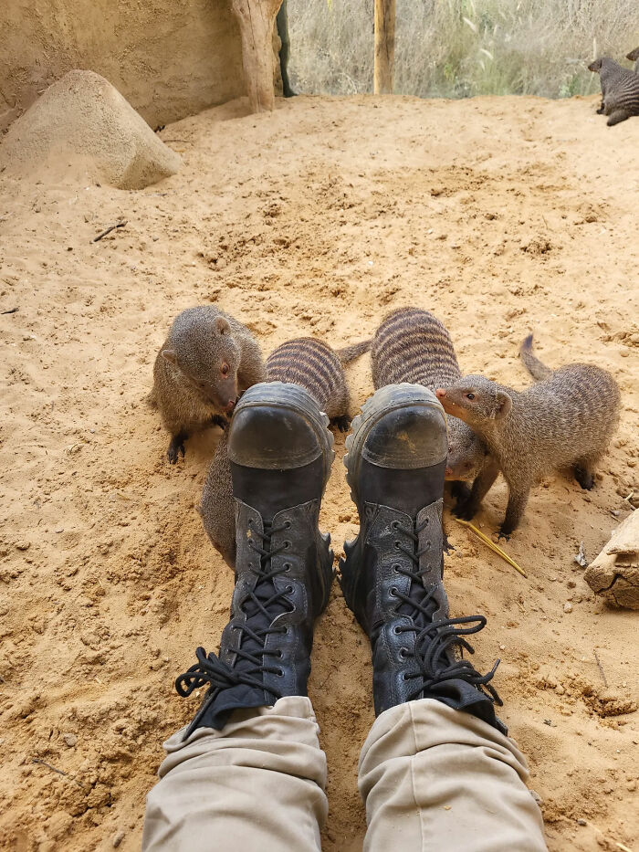 Mongoose animals inspecting boots on sandy ground in enclosure