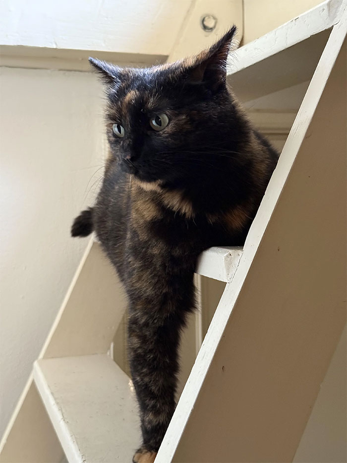 A tortoiseshell cat lies on a white wooden ladder, looking down. Cool and unique animals.