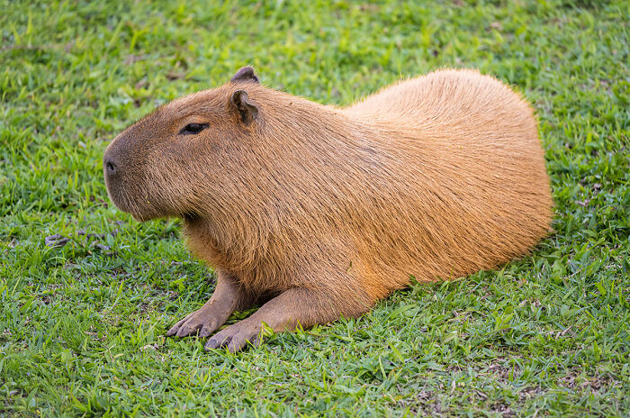 A cute capybara, a unique animal, sitting calmly on lush green grass, enjoying the local environment.