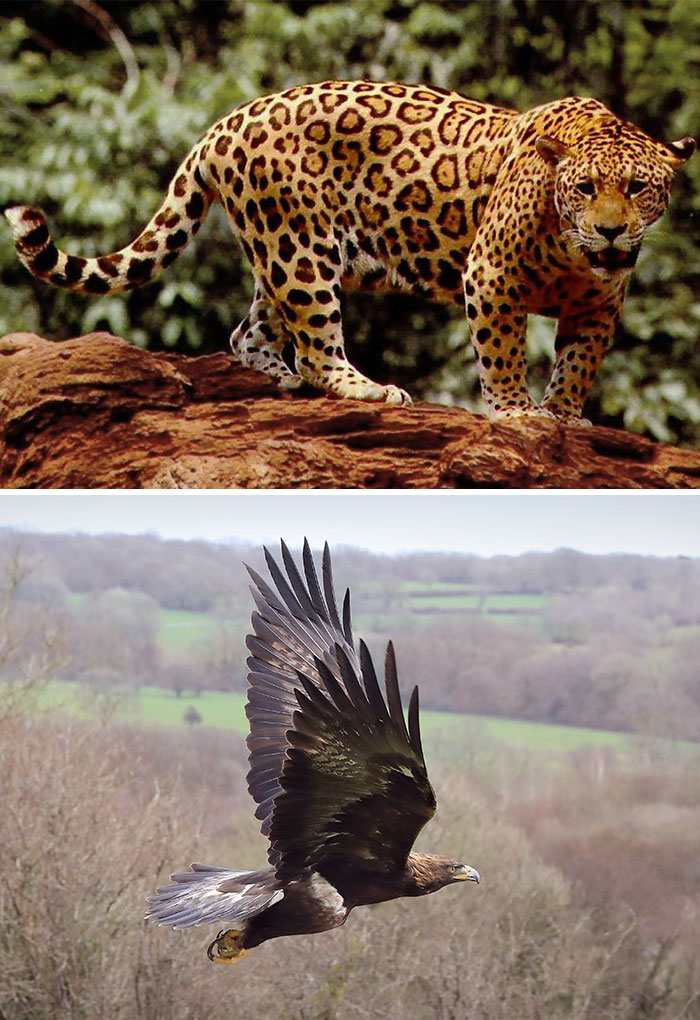 A majestic jaguar on a log and a golden eagle soaring above a valley, showcasing cool and unique animals.