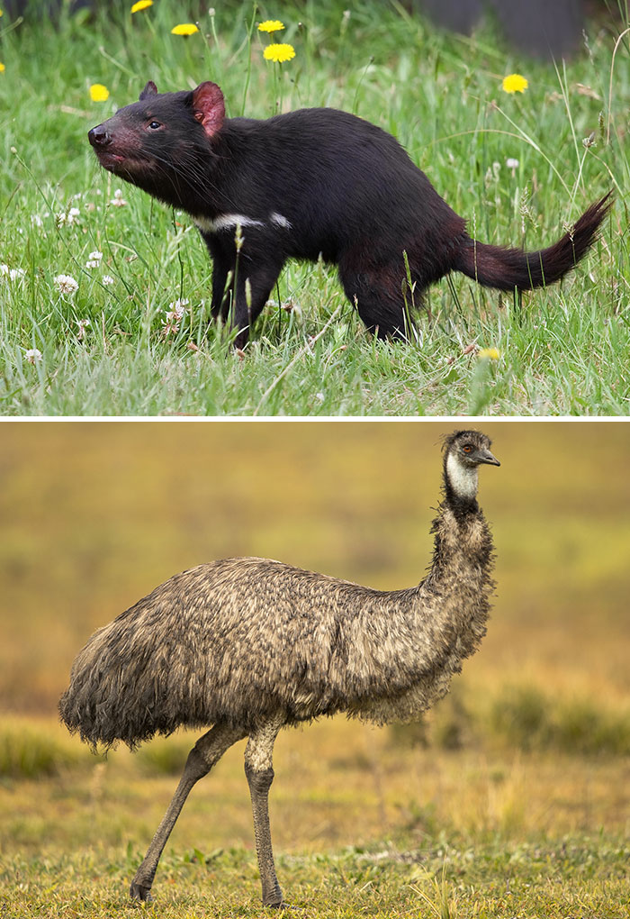A Tasmanian Devil and an Emu, two cool and unique animals from around the world.